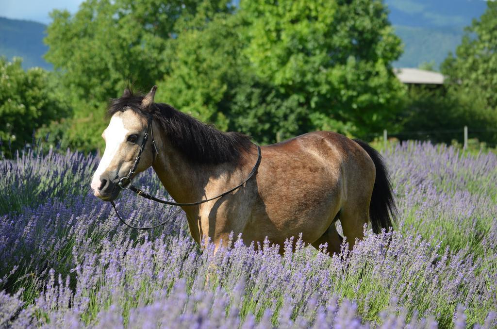 Agriturismo Domus Magna Povoletto Eksteriør billede