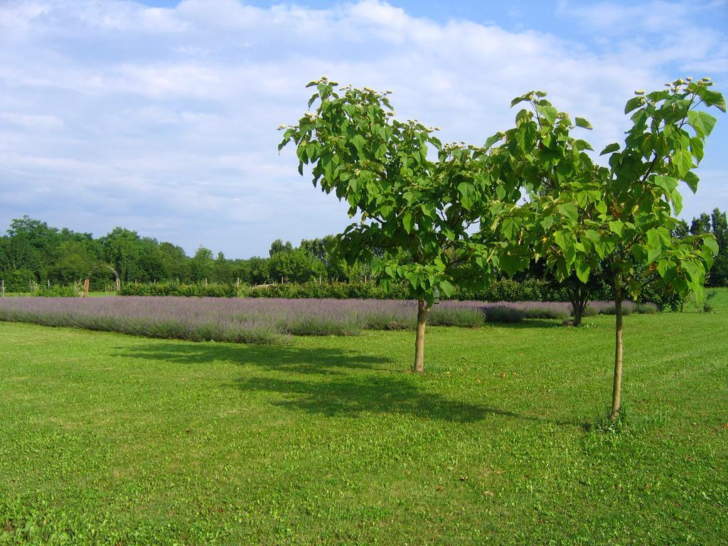 Agriturismo Domus Magna Povoletto Eksteriør billede